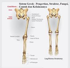 Maybe you would like to learn more about one of these? Sistem Gerak Pengertian Struktur Fungsi Contoh Dan Kelainannya