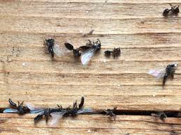 But, if your plants are infested with tiny black bugs, they can rot plants. Lots Of Small Black Bugs With White Wings Around Window 718441 Ask Extension