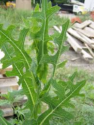 We did not find results for: Summer Annual Weeds And Biennials