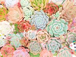 We did not find results for: Succulent Plant 1080p 2k 4k 5k Hd Wallpapers Free Download Wallpaper Flare
