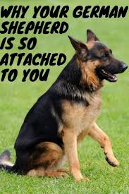 Why Is My German Shepherd So Attached To Me In 2020 Black German Shepherd Dog German Shepherd Facts German Shepherd Funny