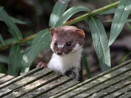 Die kleinsten marder europas sind gute verbündete im kampf gegen haben sich wühlmäuse erst einmal im garten niedergelassen, werden sie schnell zur plage. Mauswiesel Mustela Nivalis Unna