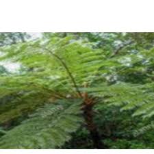 Image result for Cyathea manniana