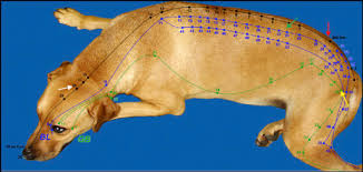 Comparison Of Point Placement By Veterinary Professionals