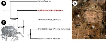 Mutualism is usually obligatory, since in most cases physiological dependence has evolved to such a degree that one mutual cannot survive without the other (swift, 2009). Molecular Evolutionary Trends And Biosynthesis Pathways In The Oribatida Revealed By The Genome Of Archegozetes Longisetosus Biorxiv