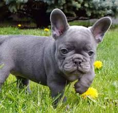 Chocolate & tan french bulldogs are still pretty rare, even though the color has been around for quite a while. French Bulldog Colors Explained Ethical Frenchie