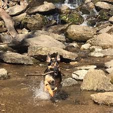 This program is designed for owners who cannot pick up their puppy from the breeder when it is ready to go home at 8 weeks of age due to travel conflicts or birthday or holiday surprises and would also like to have some beginner training while your puppy is being boarded with the trainer. On Off Leash Dog Puppy Training Services Asheville Dog Academy