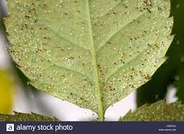 Download This Stock Image Carmine Spider Mites Tetranychus Cinnabarinus Infestation And Damage To A Small Pot Rose Spider Mites Planting Roses Stock Photos