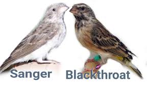 Perbedaan jantan & betina burung blackthroat. Perbedaan Blackthroat Dan Sanger Gaco Gacor