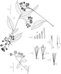 Image result for Blumea squarrosa