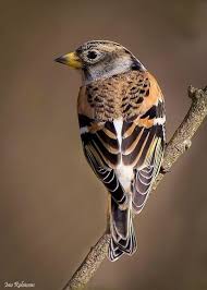 Black Bird With White Chest And Orange Beak September 17 2014 Pretty Birds Beautiful Birds Bird