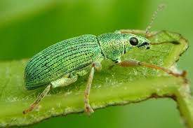 Image result for Volusia amboinensis