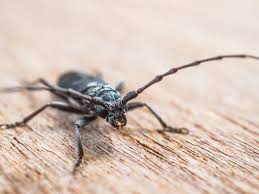 Ab und an liegen auch welche auf dem parkett oder auf der couch. Kleine Schwarze Kafer In Haus Und Garten Welche Art Ist Es