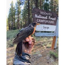 Dr. Jamie Cornelius: A Short Flight Between Art and Science