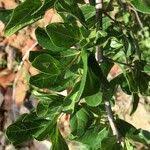 Image result for Afrocanthium mundianum