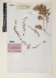 Image result for Convolvulus ocellatus