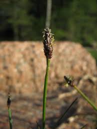Image result for Eleocharis naumanniana