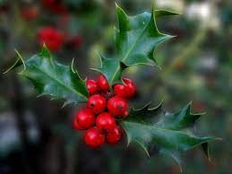 Learn About 18 Common Species Of Holly Holly Tree Holly Plant Garden Shrubs