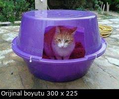 Adore Mobilya Kedi Evi Ucretsiz Kargo Ucreti 10 Tl Evidea Kedi Evleri Satista