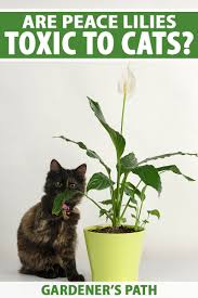 Common toxic plants include sago palms, lilies, azaleas and tulips. Are Peace Lily Plants Toxic To Cats Gardener S Path
