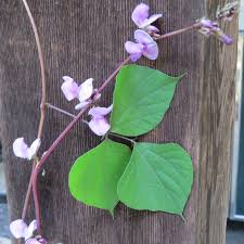 Purple passion flower is a tropical plant with a vining habit. Hyacinth Bean Vine Dallas Garden Buzz