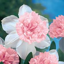 Top 25 Most Beautiful Daffodil Flowers Daffodil Flower Pink Garden Bulb Flowers