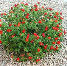 Dallas Red Lantana Cam Front Yard Plants Lantana Arizona Plants