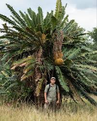 Image result for Zamiaceae