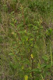 Image result for Malvaceae: Byttnerioideae, Helicteroideae