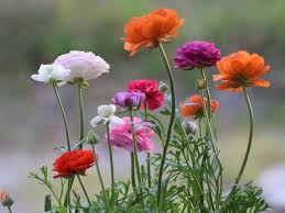 Maybe you would like to learn more about one of these? 17 Remarkable Flowers That Start With R