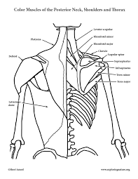 The clavicle and the manubrium are the ventral borders of the neck area, while the acromion. Muscles Of The Posterior Neck Shoulders And Thorax Coloring Page