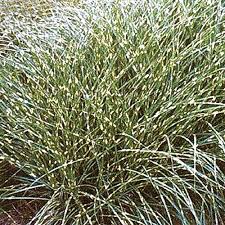 Image result for Miscanthus sinensis Zebrina