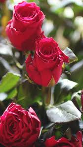 Nature Red Rose Flower Gift Bouquet Iphone 5s Wallpaper Download Iphone Wallpapers Ipad Wallpapers One Stop Downloa Red Rose Flower Flower Gift Gift Bouquet