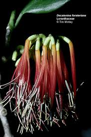 Image result for Loranthaceae