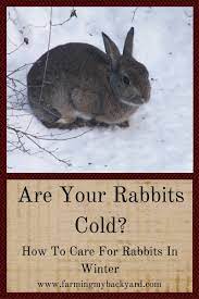 Are Your Rabbits Cold How To Care For Rabbits In Winter Farming My Backyard