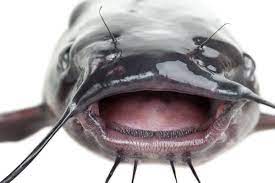 Ultimate Guide To Ice Fishing For Channel Catfish Ice Fishing Tips