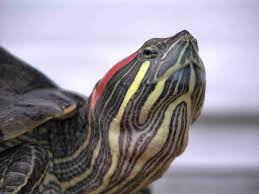 This turtle is perfect for beginners because they are cheap, easy to breed, and small in size. A Guide To Caring For Pet Red Eared Sliders