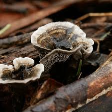 Image result for Phellodon niger