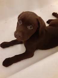 Sometimes, you may find a labrador for free in michigan to a good. Labrador Retriever Puppies For Sale Petoskey Mi 319921