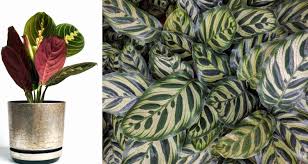 Check spelling or type a new query. 7 Houseplants With Colorful Patterned Foliage My Garden Life