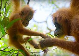 Take a sneak peak at the movies coming out this week (8/12) july 31st marks harry potter's birthday 30 Best Nature Documentaries Of All Time Stacker