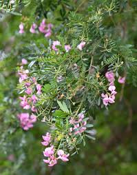 Image result for Virgilia oroboides