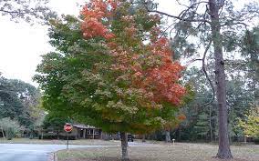 Red maple is a nice shade tree and adds a northern touch. Florida Maple Tree For Sale Naples