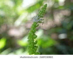 Image result for Polhillides velutina