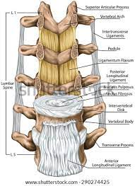 • identify the components of a synovial joint. Drag The Labels Onto The Diagram To Identify The Structures And Ligaments Of The Shoulder Joint Ligaments Lumbar Spine Structure Ligaments Surrounding Identify What Stylistic Devices Are Used In