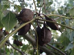 Smooth brown seed from a ~8 pod. Plant Identification Closed Tree With Pods Full Of Fuzzy Seeds California 1 By Fruticosa