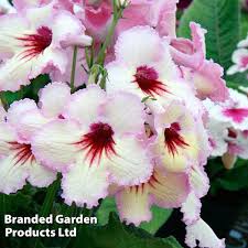 Image result for Streptocarpus leptopus