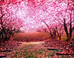 Cherry blossom tree, tree eastern white pine rendering, sakura tree, winter, branch, twig png. My Possessive King Cherry Blossom Background Cherry Blossom Wallpaper Blossom Trees