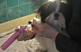 My dog hates his nails getting clipped so my dad literally bought a purse & cut holes in it pic.twitter.com/pwnsubiizt. How To Clip Dog Nails Fool Proof Method