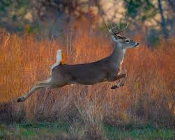 Whatever your definition may be, a shot that presents the opportunity. Almost Everything Whitetail November 2020 Tpw Magazine